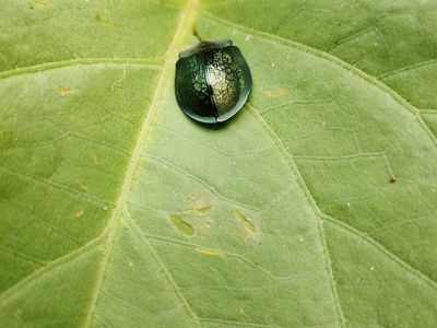 Close-up of a water droplet on a leaf, symbolizing precision.
